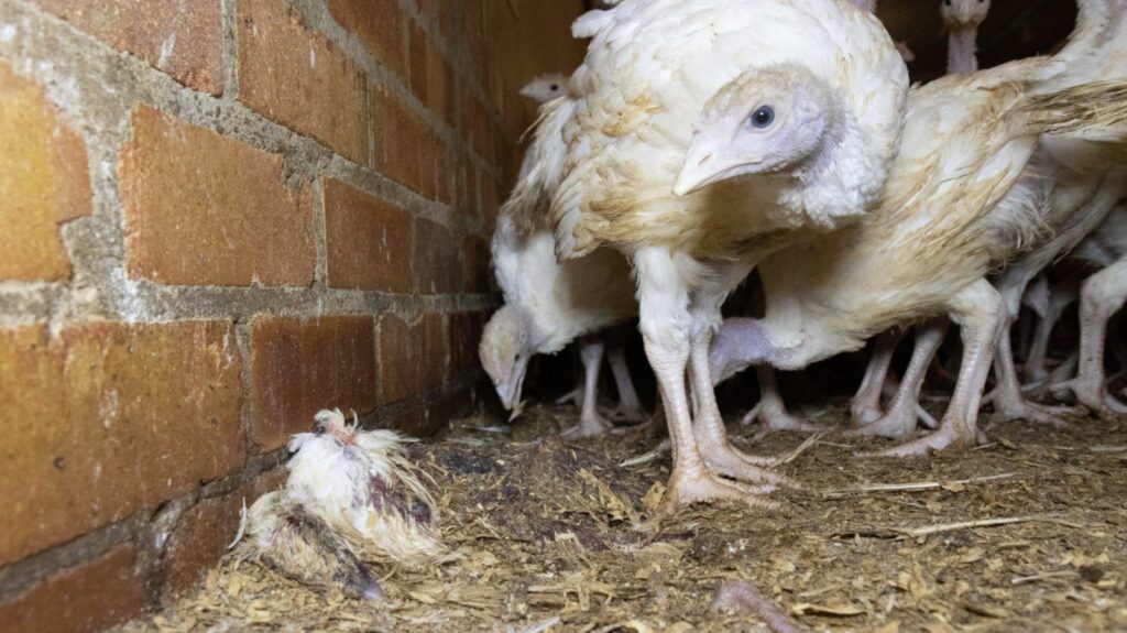 Viva! exposes turkey farm and confirms bird flu fears