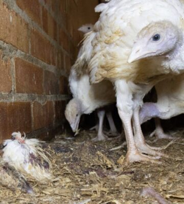 Viva! exposes turkey farm and confirms bird flu fears