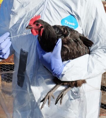 Justine Butler of Viva! outlines the concerns with the current bird flu outbreak