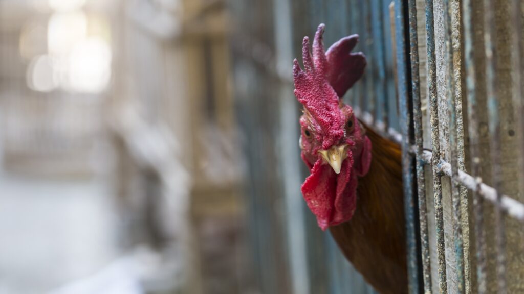 First ever case of H5N1 bird flu reported in the UK