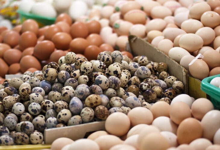 China releases standard to phase out cages in egg production by 2025