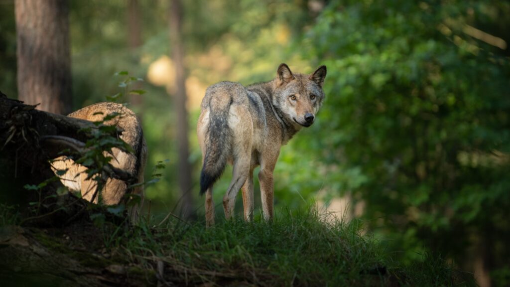 20 gray wolves killed in Yellowstone National Park by hunters