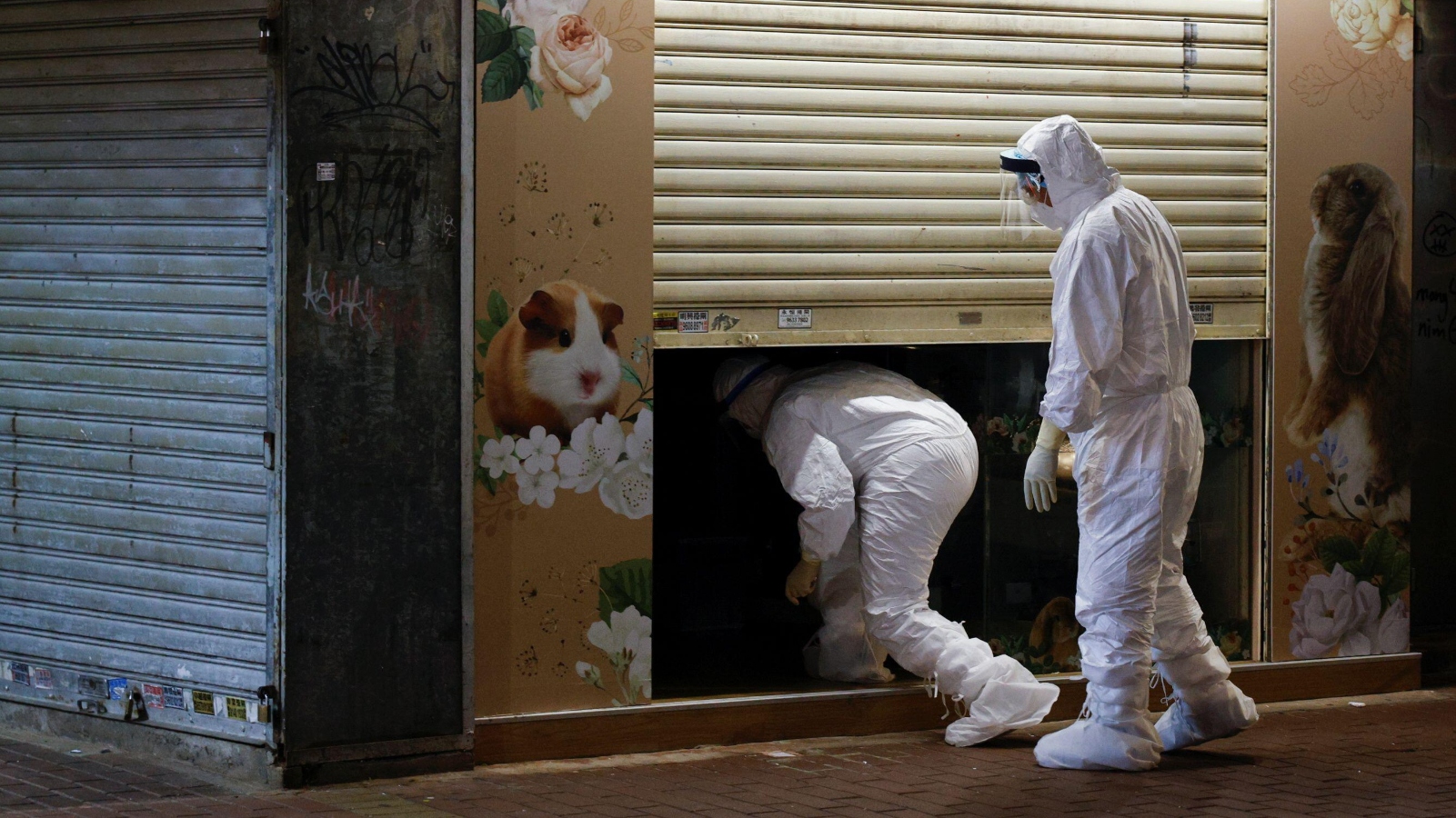 Thousands of hamsters will be killed in Hong Kong amid COVID-19 outbreak