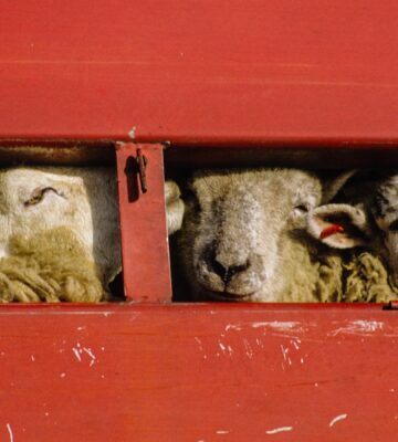 EU vote by MEPs on live animal export regulations receives major criticism from campaigners