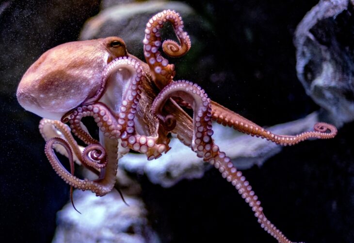 Petition launched to ban imports of octopus farming