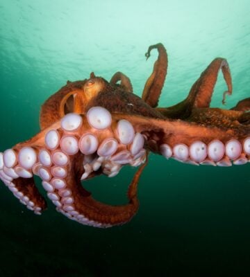 Campaigners deplore plans to intensively farm octopuses