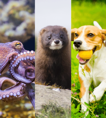 a chicken, octopus, mink, beagle dog, and cow side-by-side