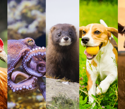 a chicken, octopus, mink, beagle dog, and cow side-by-side