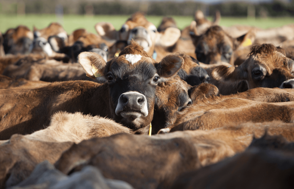 cows grazing