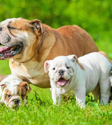 Bulldog puppies, a litter with mother on dog breeder 'puppy farm'