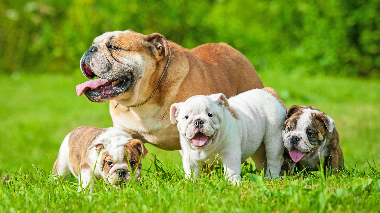 Bulldog puppies, a litter with mother on dog breeder 'puppy farm'