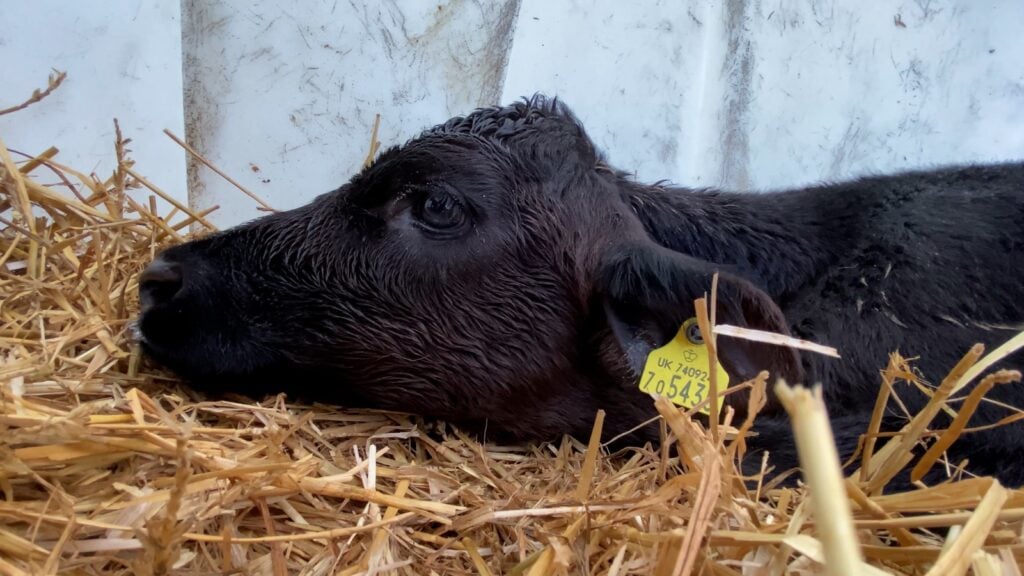 Calf lying down in a dairy farm