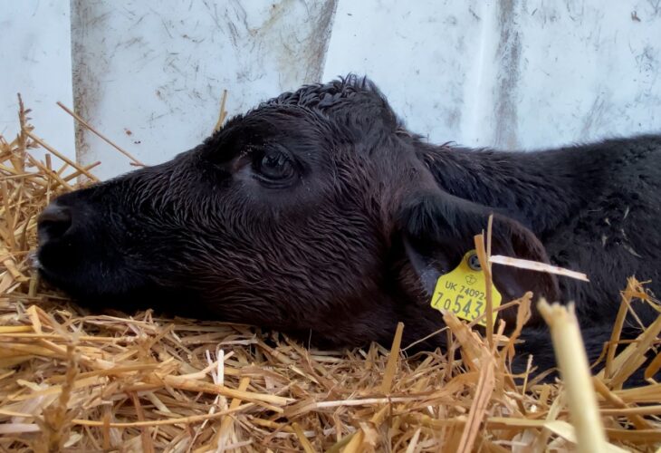 Calf lying down in a dairy farm