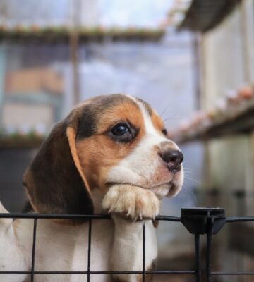 A beagle puppy trying to climb out of a cage