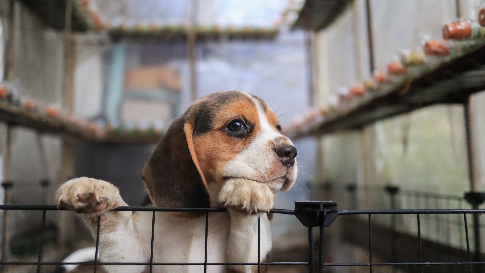 A beagle puppy trying to climb out of a cage