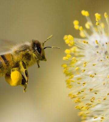 bee hovering while collecting pollen