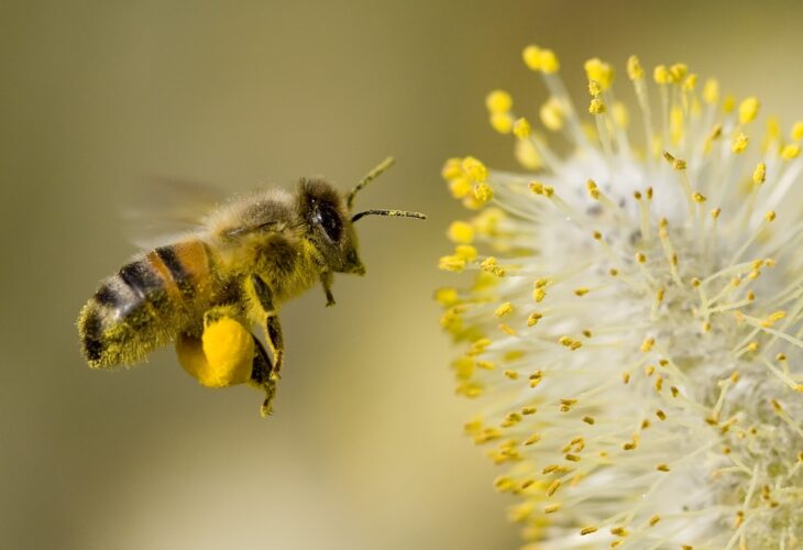 bee hovering while collecting pollen