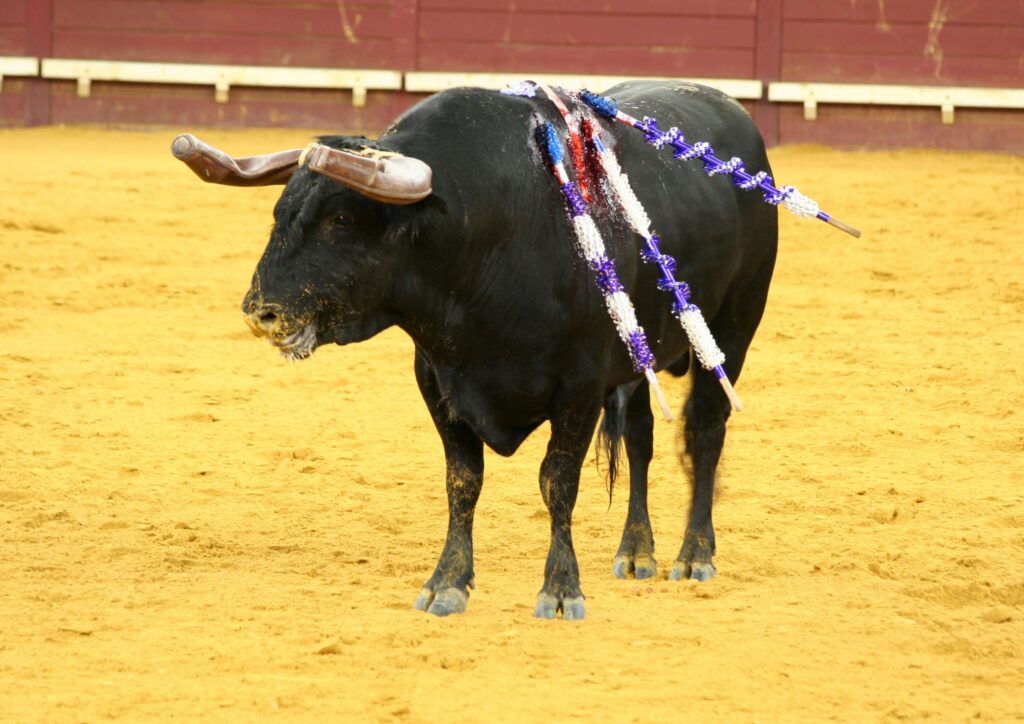 Bull at a bullfight in Portugal