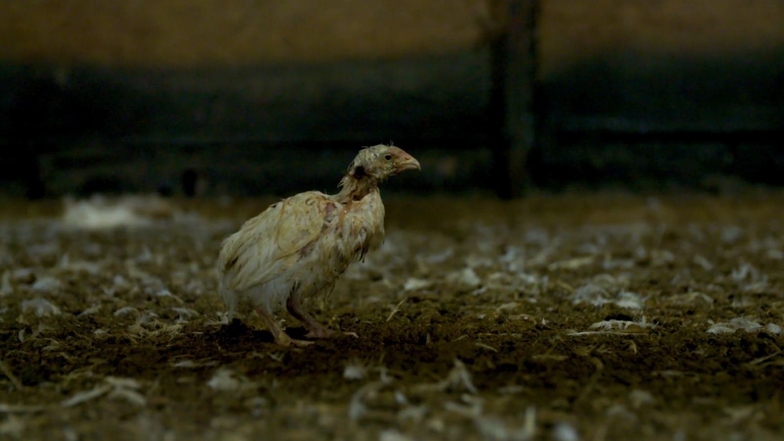 chicken suffering on factory farm