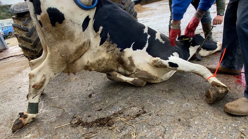 animal cruelty at a dairy farm