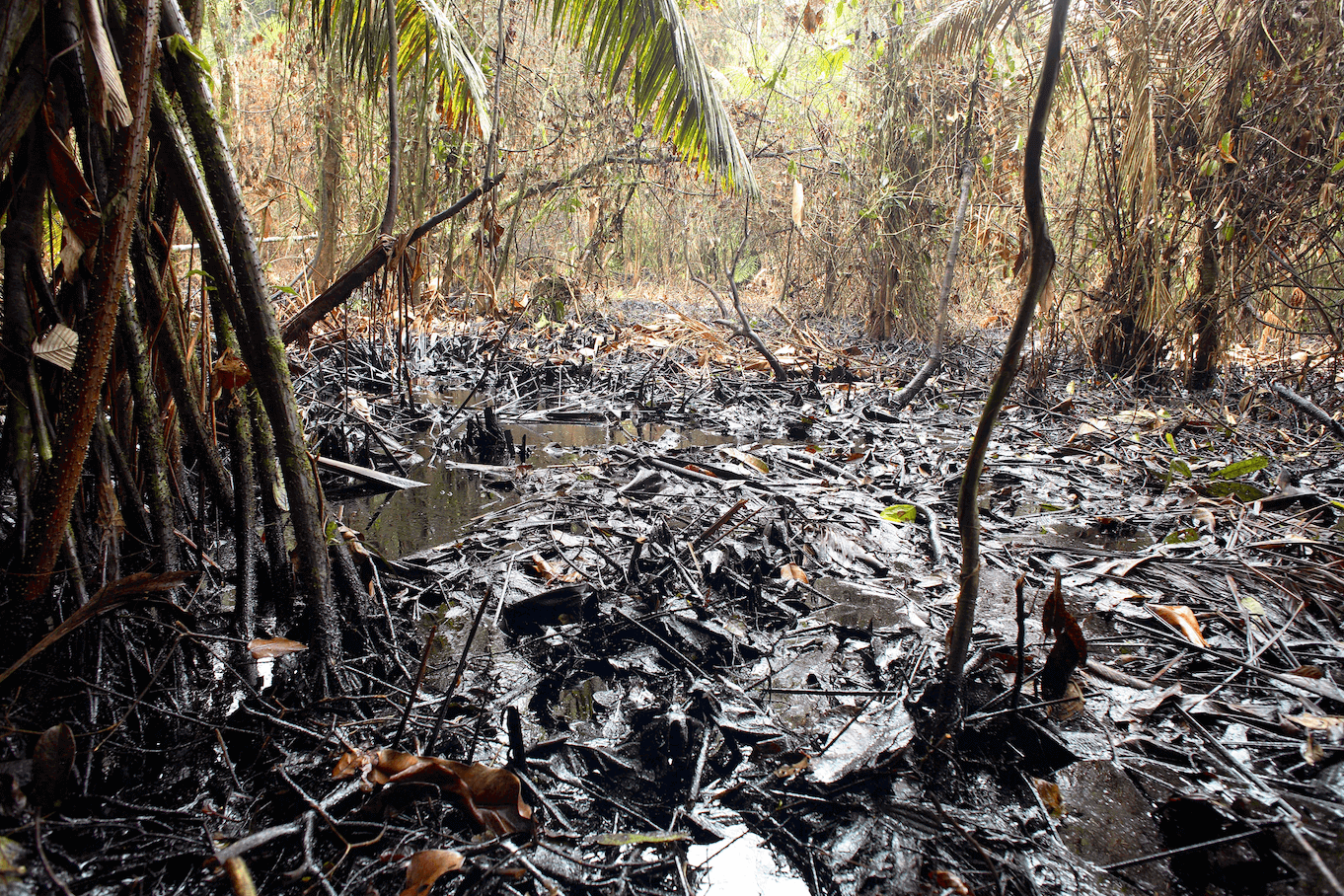 Oil spill in a rainforest in Ecuador
