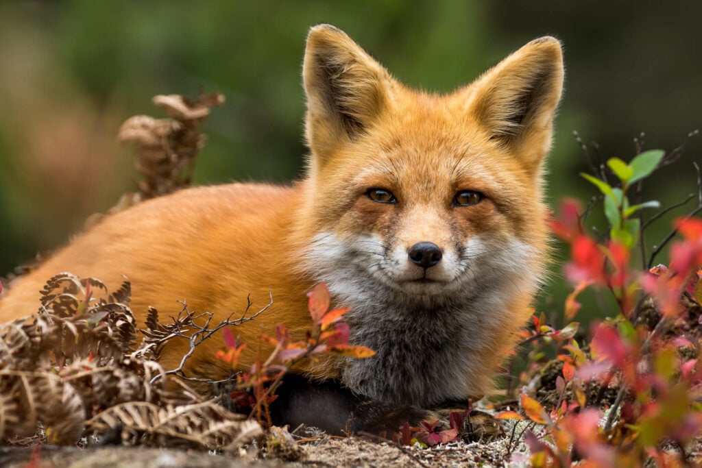 Fox outside in nature