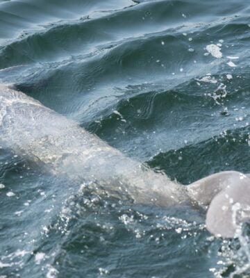 Irrawaddy dolphin swimming in ocean