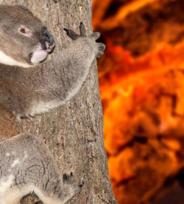 yelling crying koala in Australia bush fire
