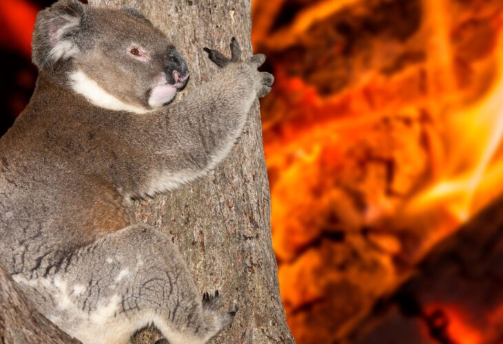 yelling crying koala in Australia bush fire