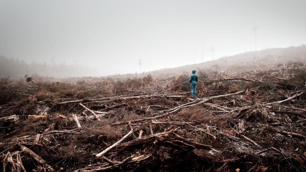 Person stands in the middle of a dead forest surrounded by dense fog, lumbered by timber industry, Tarkine Forest, Tasmania, Australia