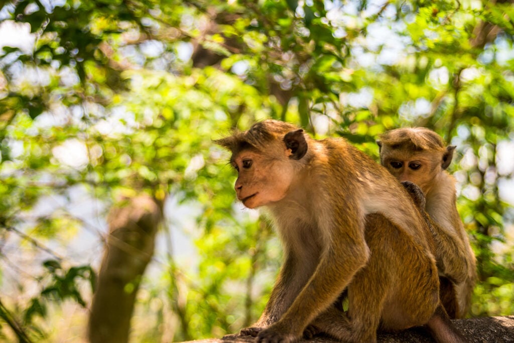 macaque monkey