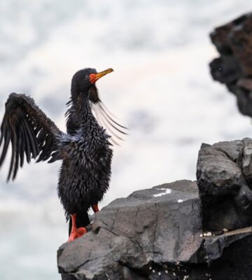Oil spill impacting wildlife in Peru