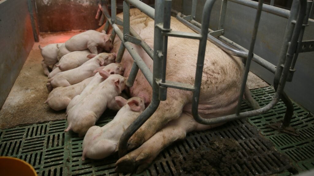 a mother pig confined to a farrowing crate in a pig farm