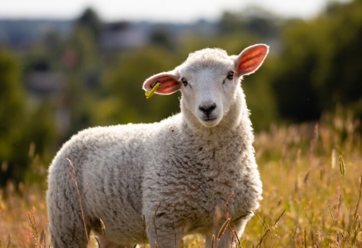 A woolly sheep standing in a field