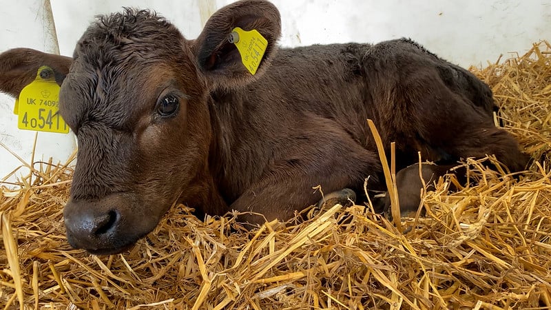 cow calf at a dairy farm