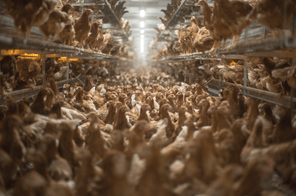 Hens in food system