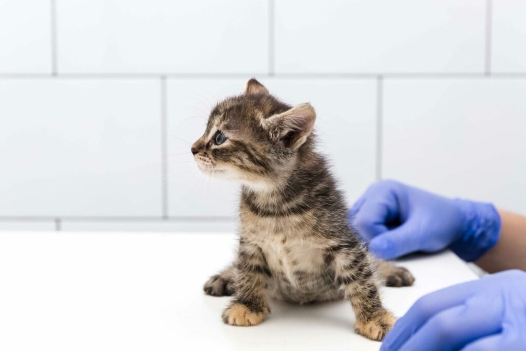 Kitten in a lab