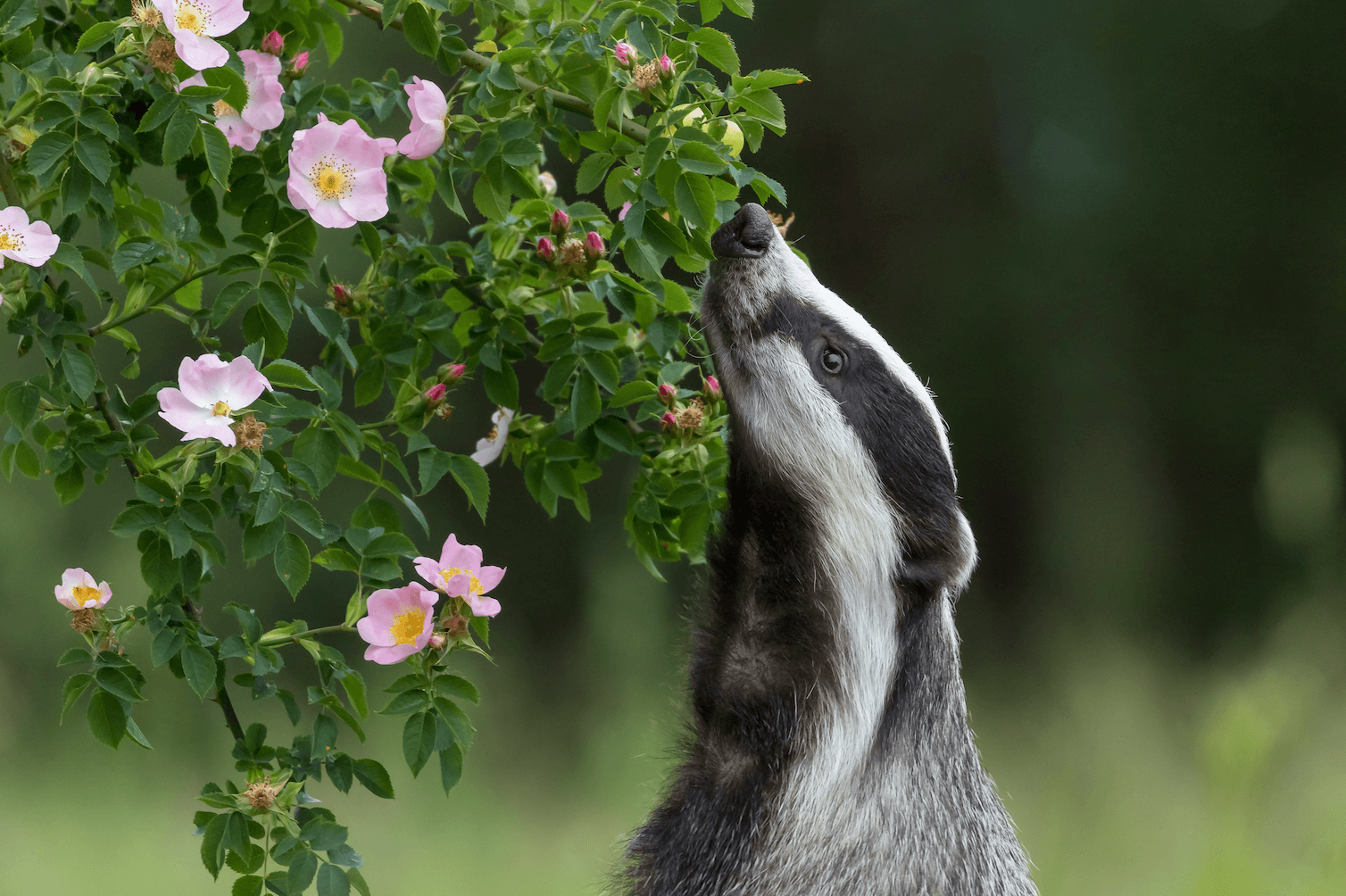 Badger in the wild