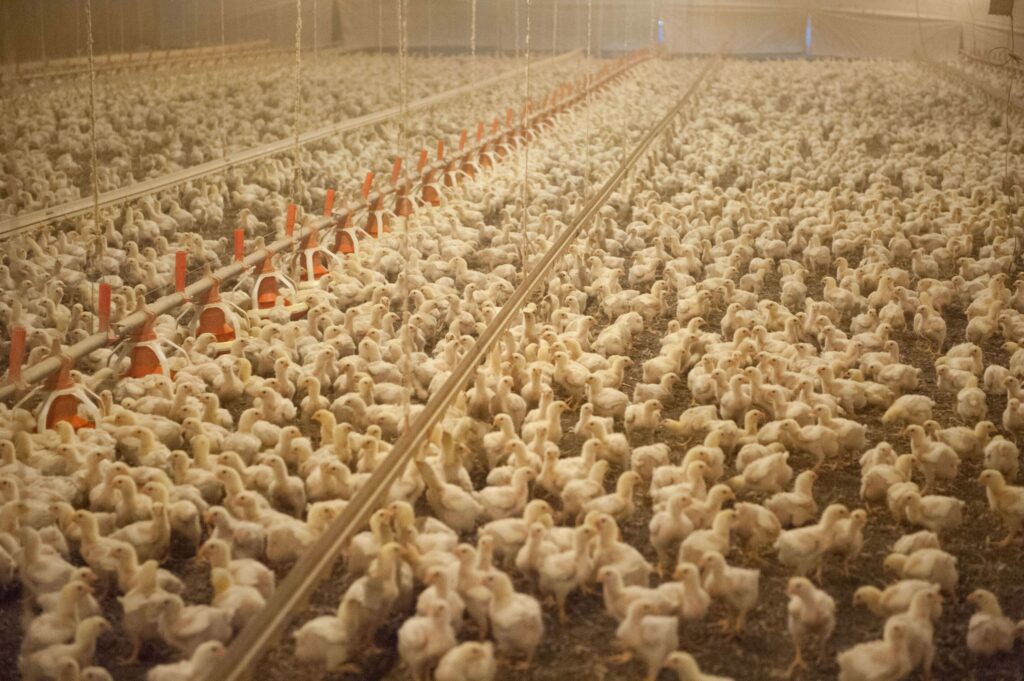 Birds on a chicken meat farm