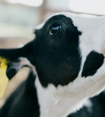 cow calf at a dairy farm