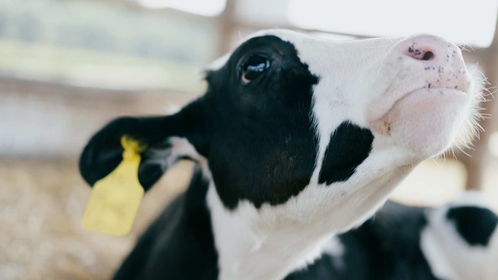 cow calf at a dairy farm