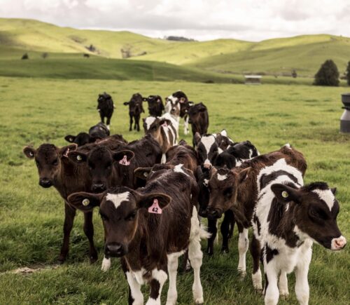 Dairy calves on a farm in New Zealand