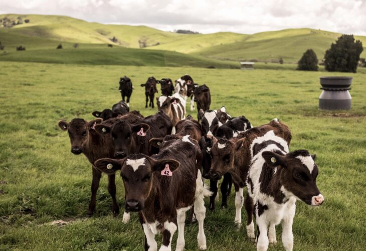 Dairy calves on a farm in New Zealand