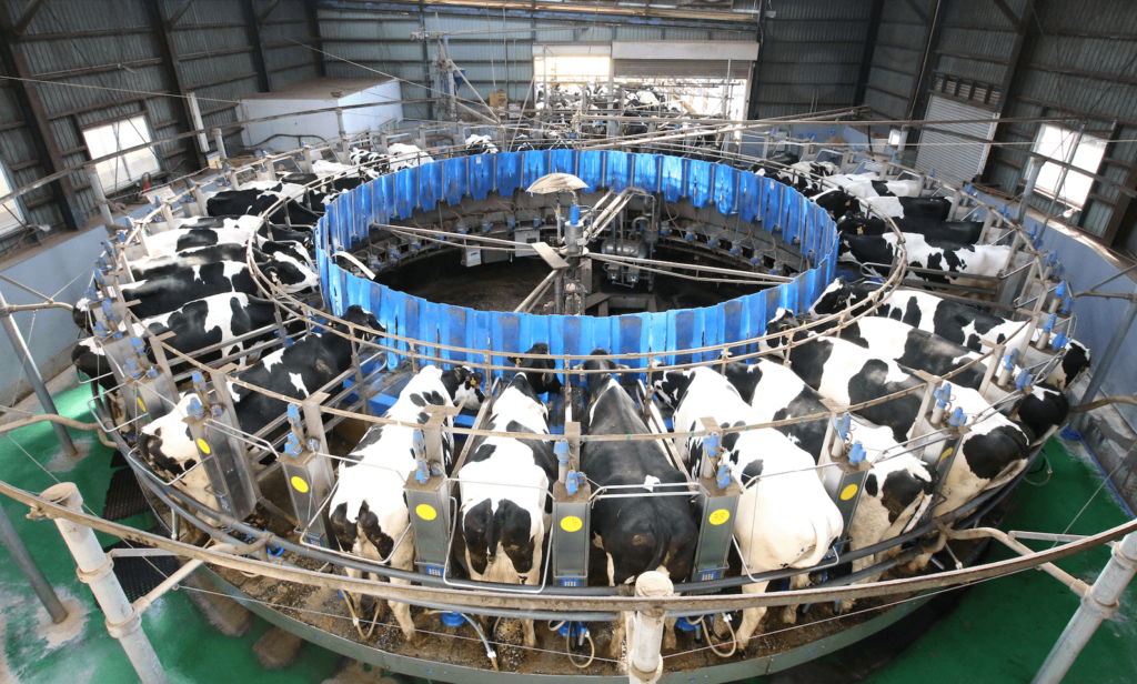 Dairy cows in a milk factory