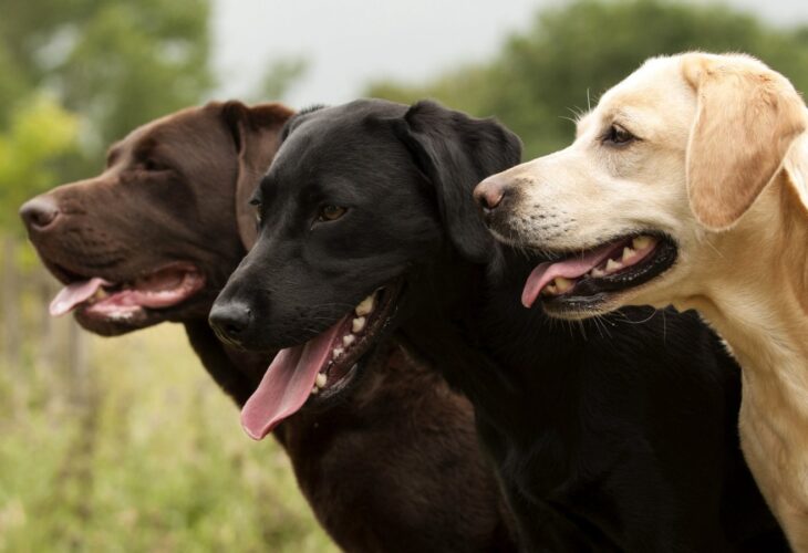 3 dogs