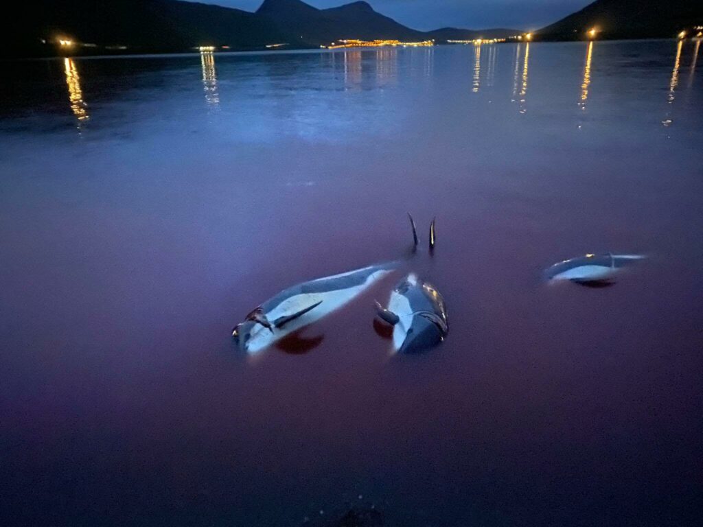 Dolphins in Faroe Islands