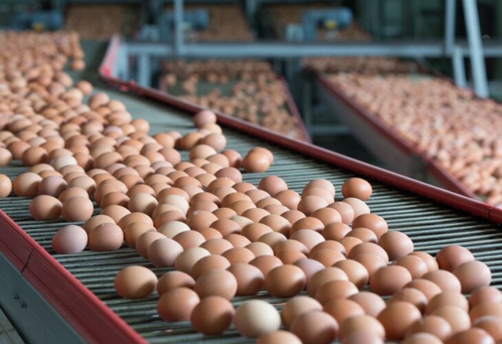 Eggs on a transportation line on a modern poulty factory