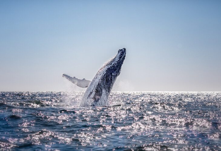 Humpback whale in Australia