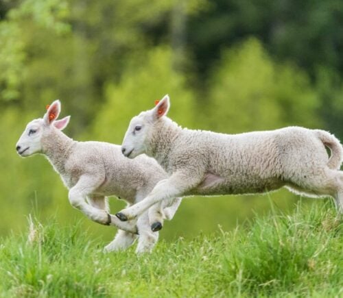 Lambs running in a field