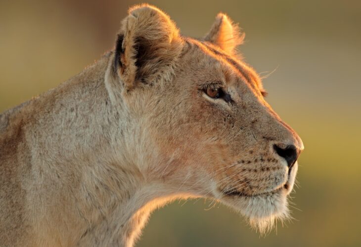 lioness looking ahead as the sun sets